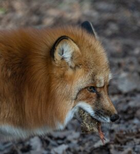 ストレートネックに最適な枕の効果とは？