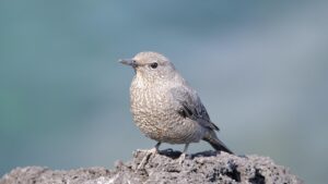 ストレートネックの矯正に効果的な枕はどれですか？