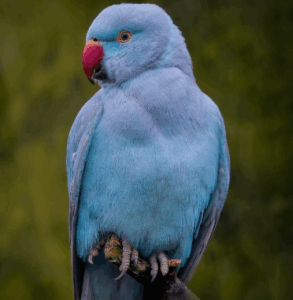 ストレートネック枕の効果は本当にあるのか？