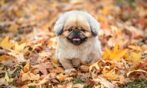 整体後のだるさはいつまで続くのか？