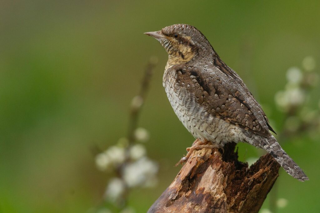 頭痛は肩こりからくる整体で改善できるの？