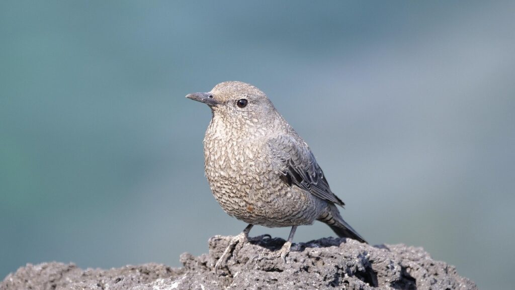 ストレートネックの矯正に効果的なグッズは？