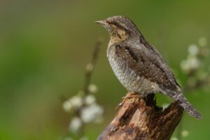 東京で美容整体を受けて肩こりを解消し姿勢改善する方法は？